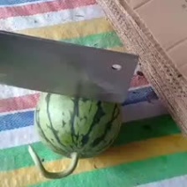 早春红玉蒋氏西瓜一口脆口口脆口口爽爽口甜