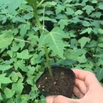 包邮红铃木瓜苗大白木瓜苗水果木瓜苗大青木瓜苗