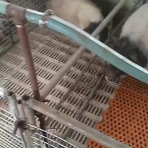 巴马香猪藏香猪专业繁育基地