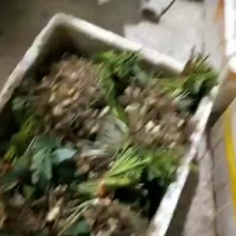 批发黄精苗