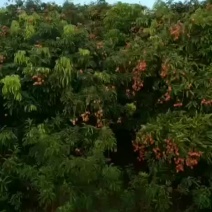 荔枝