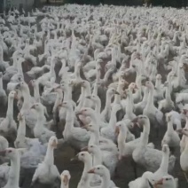 鹅蛋大量供应