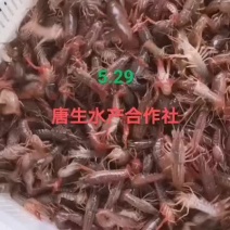 湖北洪湖优质小龙虾虾苗大量出售！！！！！