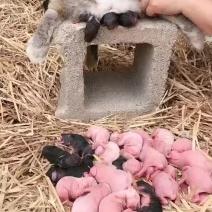比利时杂交肉兔，它抗病能力强，体型大，肉质好