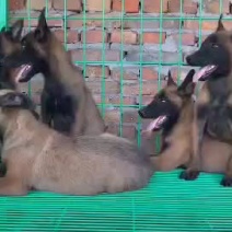 纯种爆红马犬幼犬活体猎犬猛犬比利时马犬犬警犬活体德牧宠物