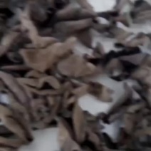 东北黑木耳，纯木耳，不加重黑木耳