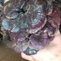 竹灵芝【大货批发】正宗云南野生竹灵芝优势货源一手批发