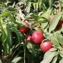 油桃
