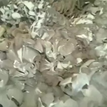 大量批发优质山野菜灰树花