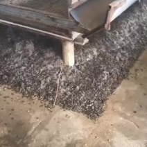 江苏南通海安市有机肥禽畜粪便颗粒纯羊粪常年大量供应质量有保障