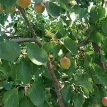 杏树，一之十二公分杏树