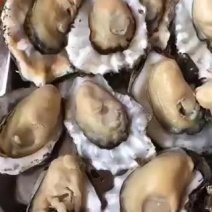 渤海湾生蚝，可以自取可以整车发货，个头好肥度好
