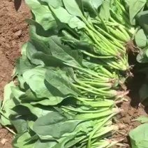 菠菜