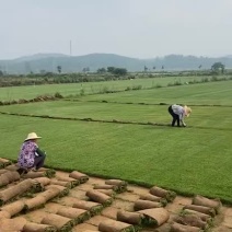 湖北省黄冈市麻城市绿化优质草坪基地直供，