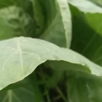 预售自种无农药包菜