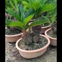 铁树多头铁树盆景原生多头子母铁树盆栽四季常青