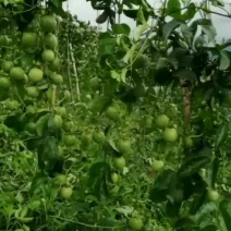 香蜜味黄金百香果6.5大量现货接单