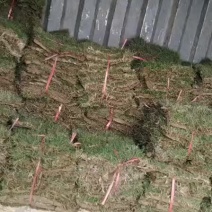 草皮