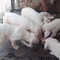 杜高犬，大小都有需要的私聊
