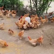 白耳鸡