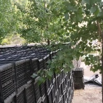 水果蔬菜筐