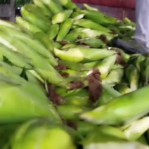 糯玉米