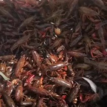 小龙虾