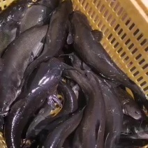 淡水鱼类