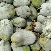 冬瓜