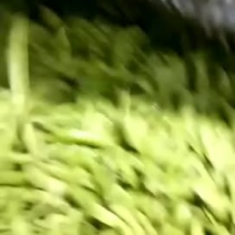 四季豆、源头货基地大量上市，
