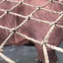 出售大公司后备公猪、二元母猪