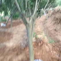 自家苗圃晚樱，地径8～12，分枝点90