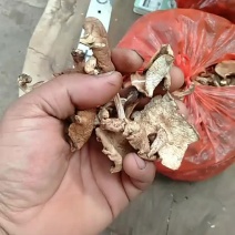 香菇