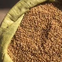 白青稞