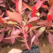 鸡冠花，红叶一支笔，大量供应，质优价廉，