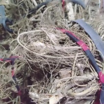 野生白花牛奶根，树瓜根福建三明永安本地竹叶白花牛奶根