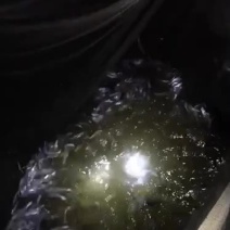 刀鱼，白米虾，各种花鱼，银鱼干，虾米，各种水生类！