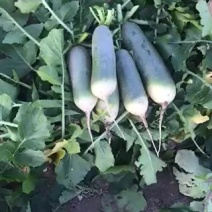 青萝卜