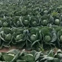 甘蓝大量现货供应产地一手货源