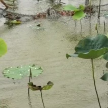 微山湖万亩龙虾养殖虾苗预订中