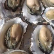 无沙生蚝，渤海湾野生生蚝，码头批发