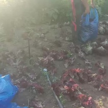 紫叶生菜。