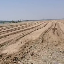 中药根茎类