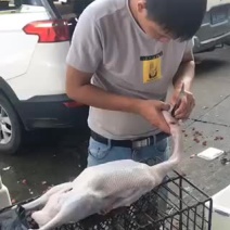 黑粽鹅