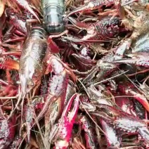 小龙虾