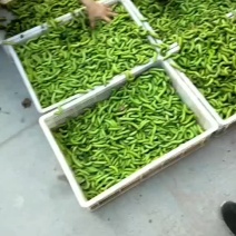 豆虫