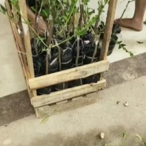 芭比莲雾苗，黑金刚莲雾苗，大叶红莲雾苗