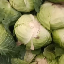 京丰一號