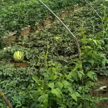 西瓜已成熟欢迎各地客商前来咨询采购