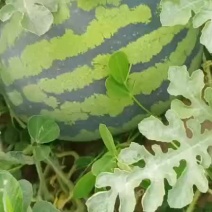 新地甜王